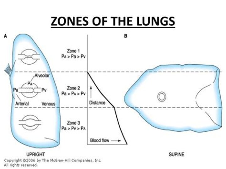 What are the different zones of the lungs?