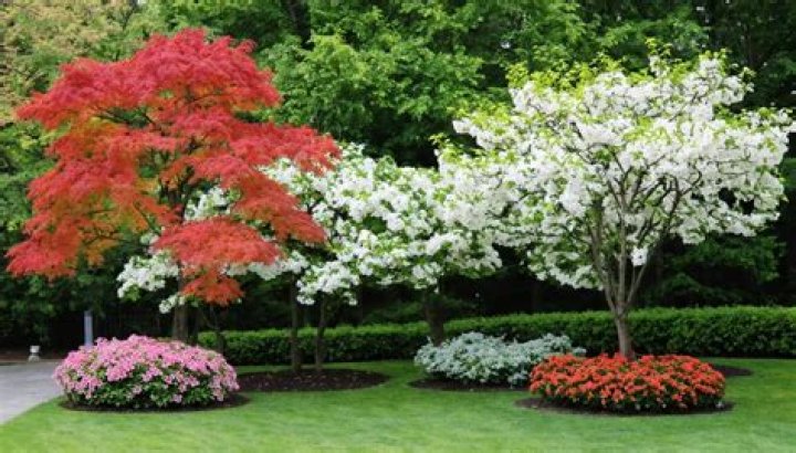 What are the example of ornamental trees?