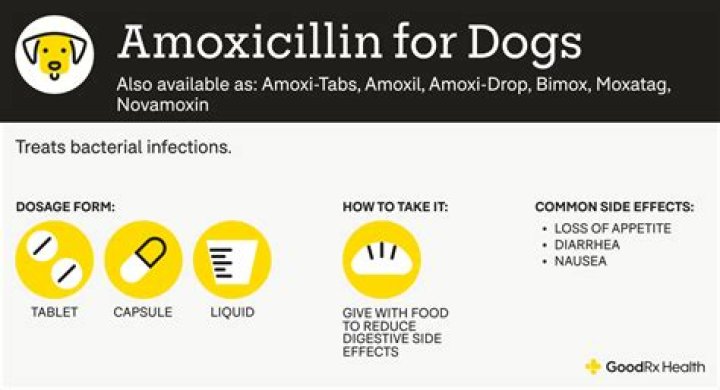What are the side effects of amoxicillin in dogs?