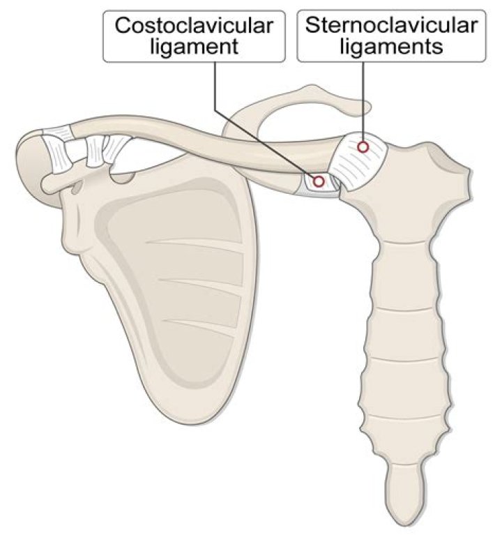 What are the two clavicular ligaments that are commonly injured?