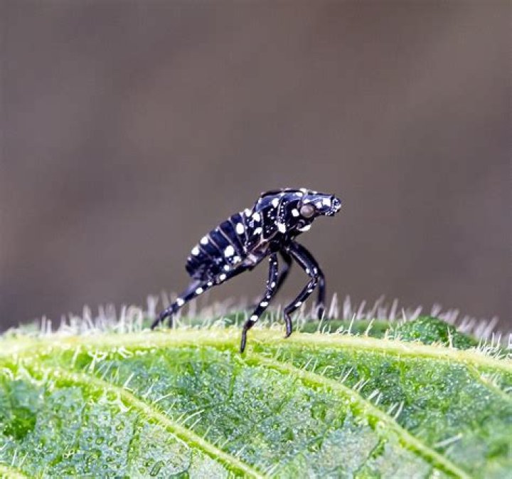 What are these tiny black bugs with white spots?