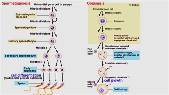 What are two differences between spermatogenesis and oogenesis?