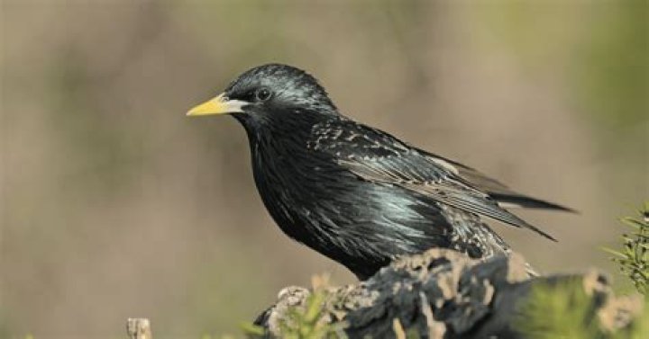 What bird is all black with yellow beak?