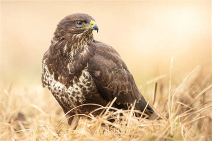 What birds of prey are in Alberta?