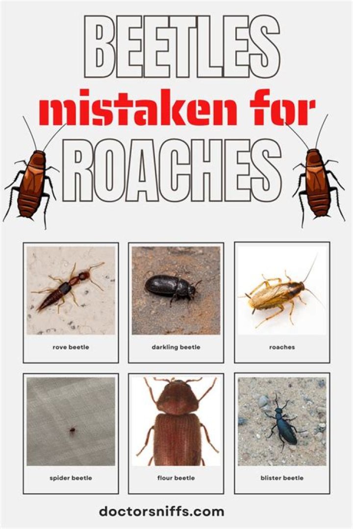 What bugs can be mistaken for roaches?