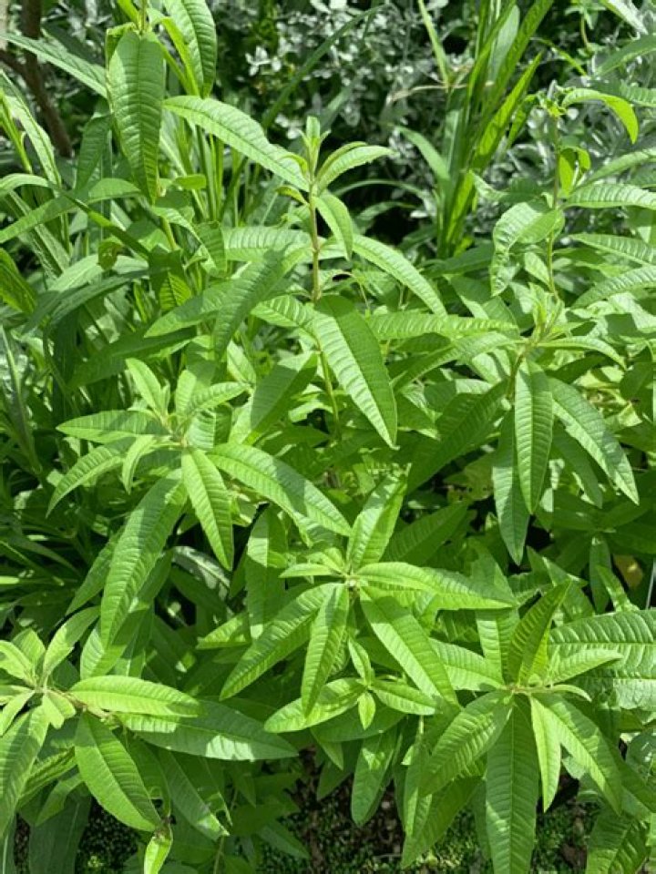 What can I plant next to lemon verbena?
