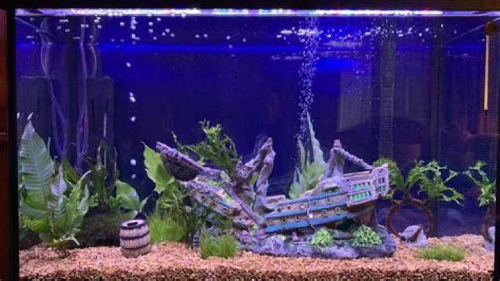 What can I put in a fish tank without fish?
