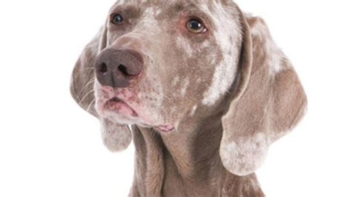 What causes skin discoloration in dogs?