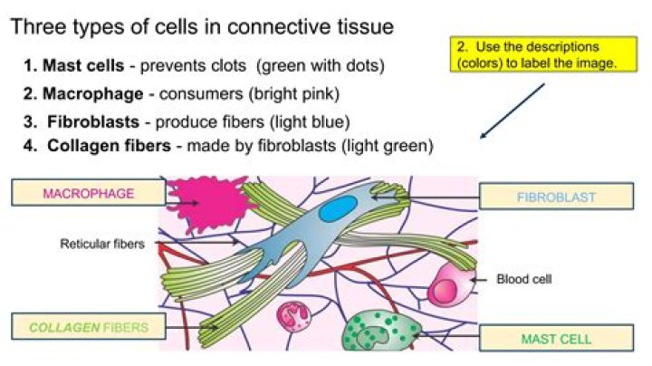 What contains fibroblasts macrophages and mast cells?