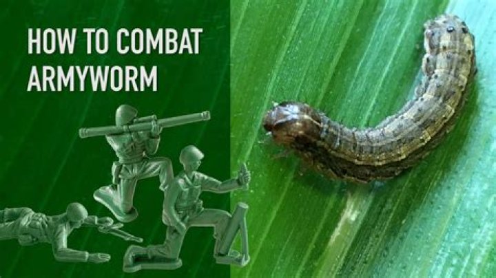 What do Bertha armyworms eat?