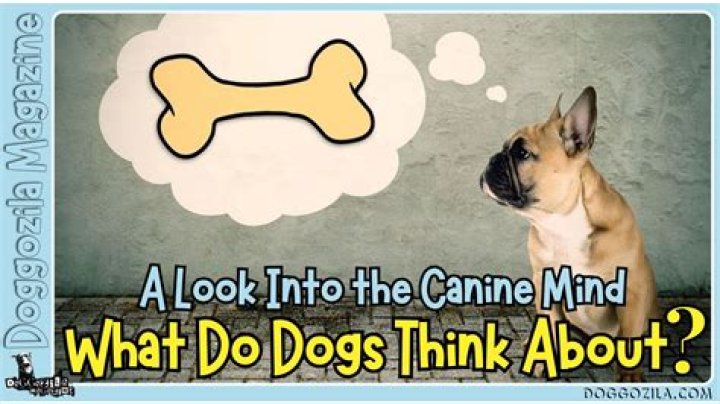 What do dogs think when they are abused?