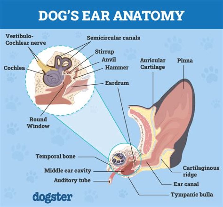 What do I do if my dogs ear is swollen?