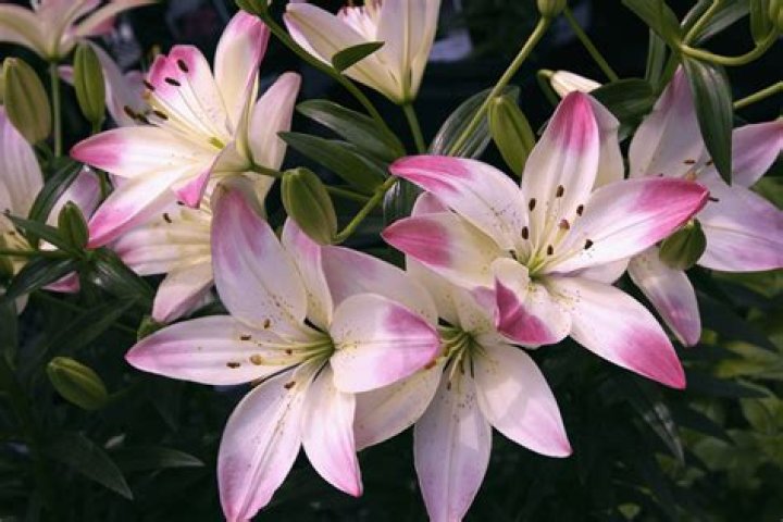 What do lilies represent funeral?