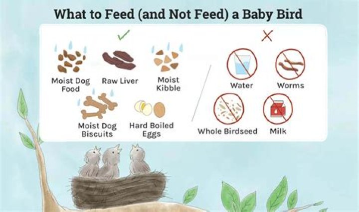 What do you feed a baby bird?