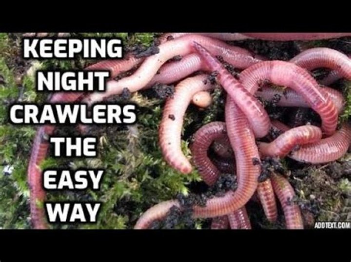 What do you feed Nightcrawlers to keep them alive?