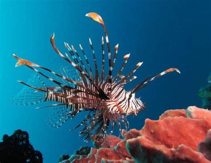 What does a lionfish need to survive?