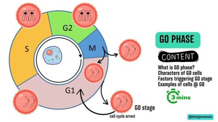 What does a phase mask do?