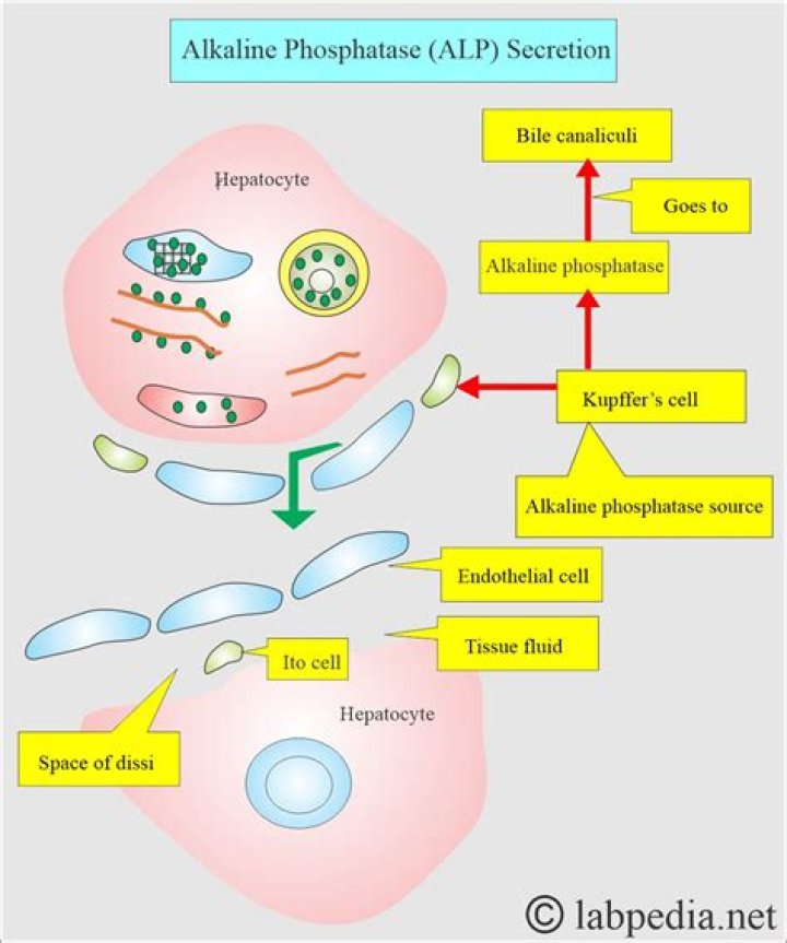 What does a phosphatase inhibitor do?