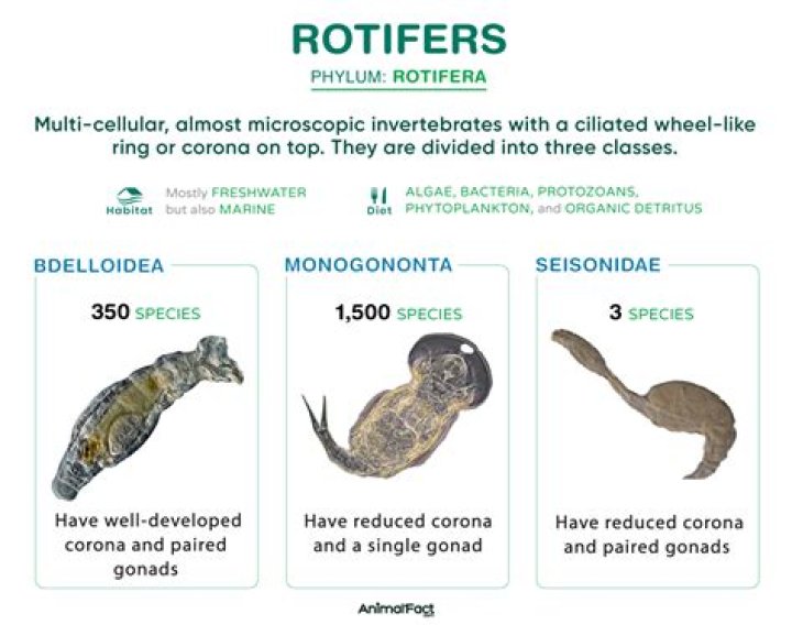 What does a rotifer do?