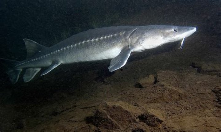 What does a white sturgeon eat?
