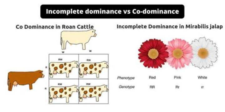 What does completely dominant mean?