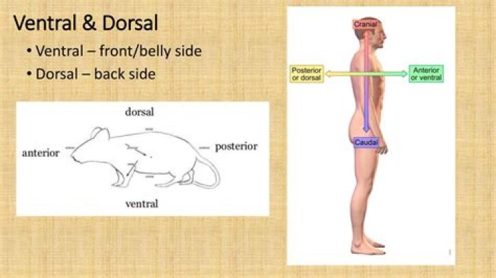 What does dorsolateral mean?