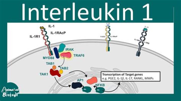 What does interleukin 7 receptor do?