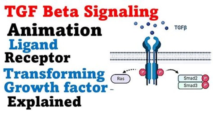 What does TGF-beta signaling do?