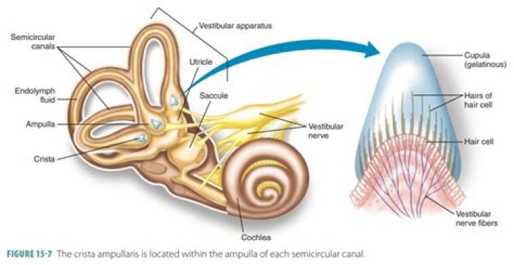 What does the crista ampullaris detect?