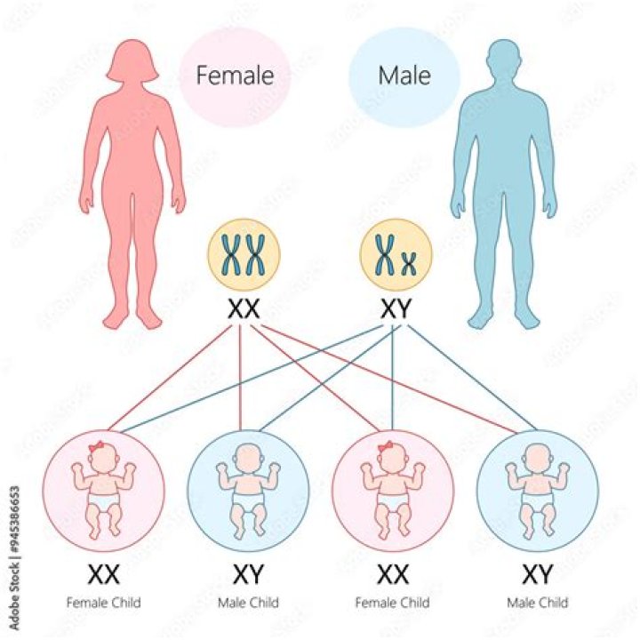 What does XXY mean in genetics?