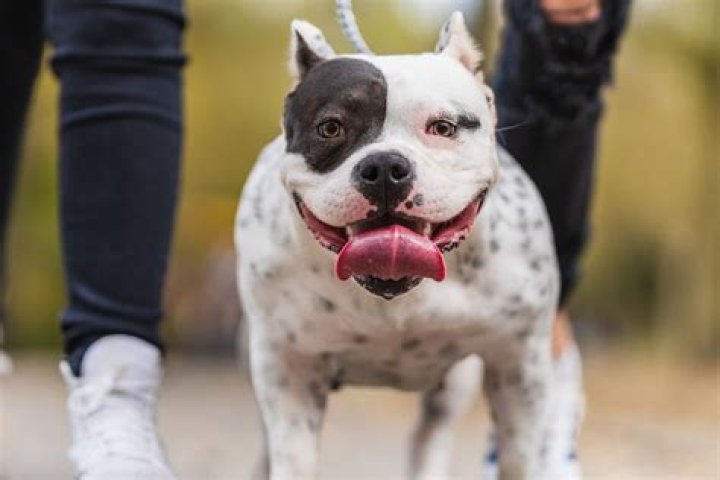 What dog can beat a pitbull?