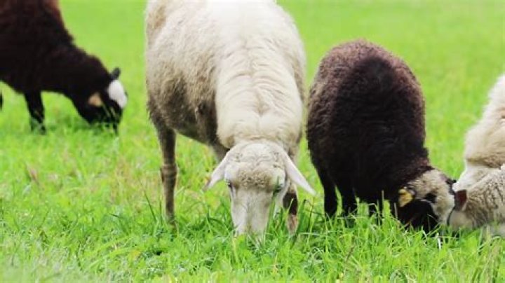 What grasses are bad for sheep?