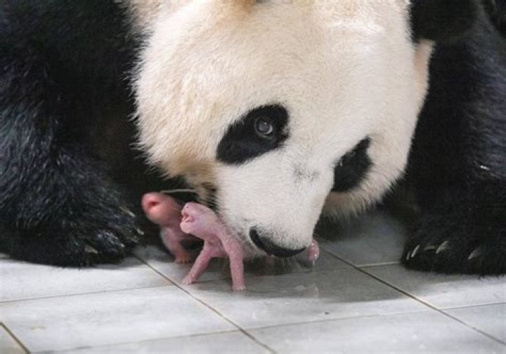 What happened to the baby panda at Edinburgh Zoo?