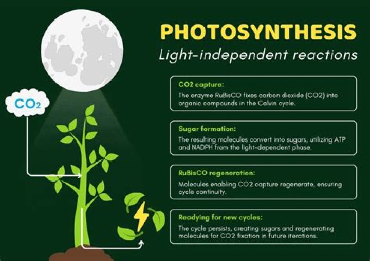 What happens to carbon dioxide in the dark stage of photosynthesis?