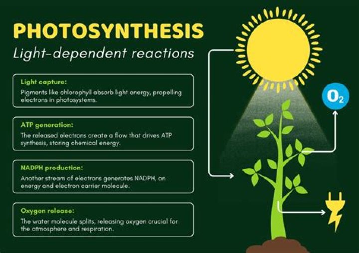 What is a coupled reaction in photosynthesis?