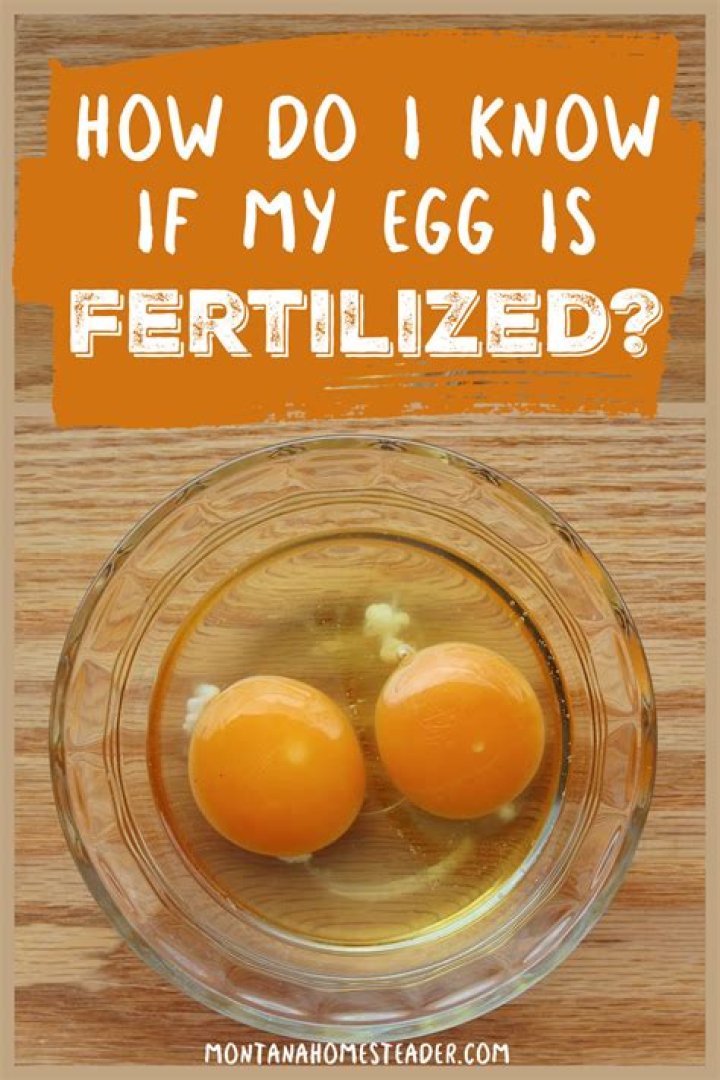 What is a fertilized female egg called?