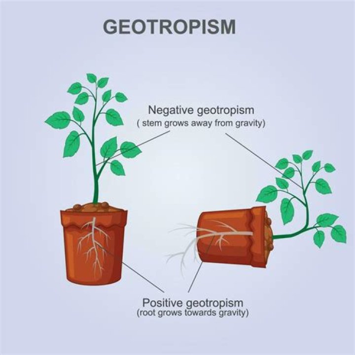 What is a geotropism define?