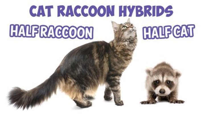 What is a half cat half raccoon called?