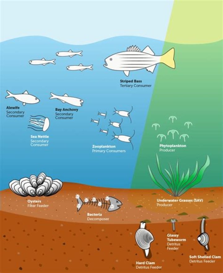 What is a producer in marine biology?
