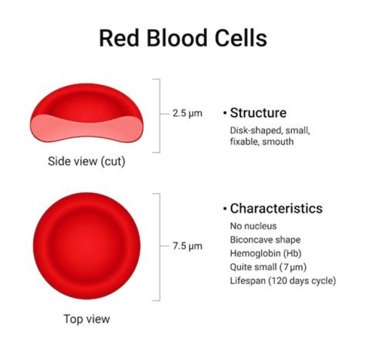 What is a red blood cell made up of?