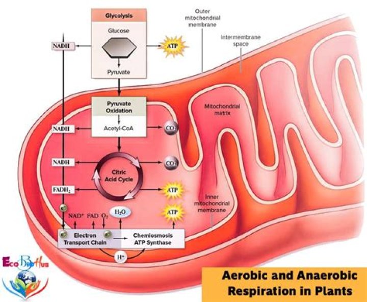 What is aerobic and anaerobic process?