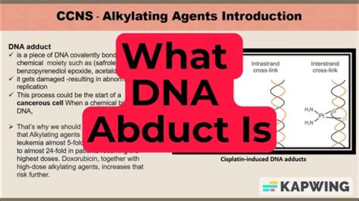 What is an adduct in genetics?