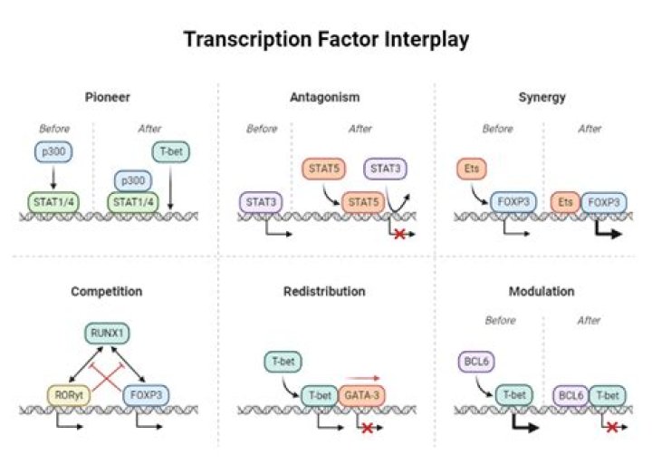 What is an example of a transcription factor?