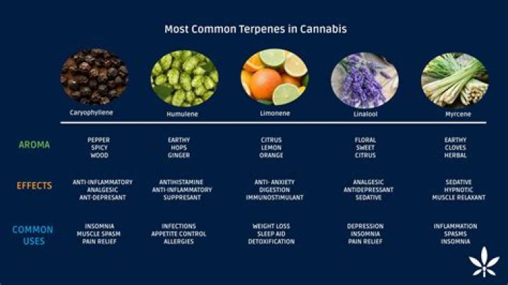 What is camphene terpene?