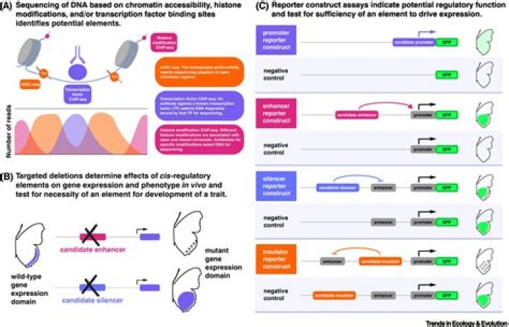 What is cis-regulatory evolution?