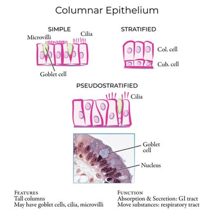 What is columnar epithelium with goblet cells?