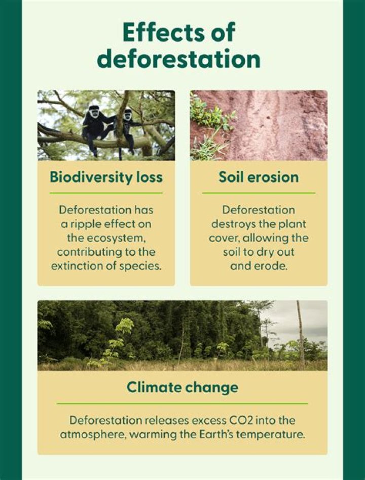 What is deforestation explain?