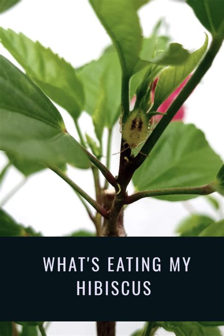 What is eating the leaves on my hibiscus?