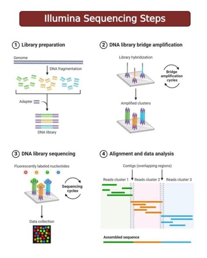 What is Illumina MiSeq sequencing?