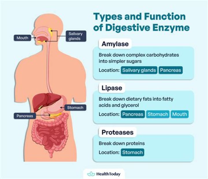 What is intracellular digestive enzymes?
